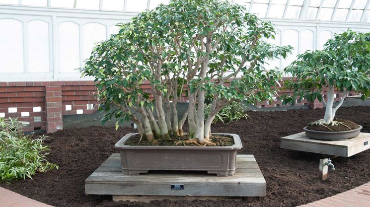 Bonsai d ficus benjamin 