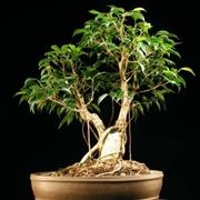 bonsai ficus benjamin