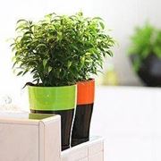 creare bonsai