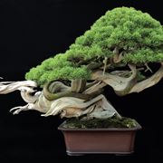 bonsai giapponese 