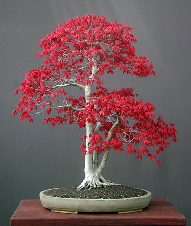 bonsai rosso 