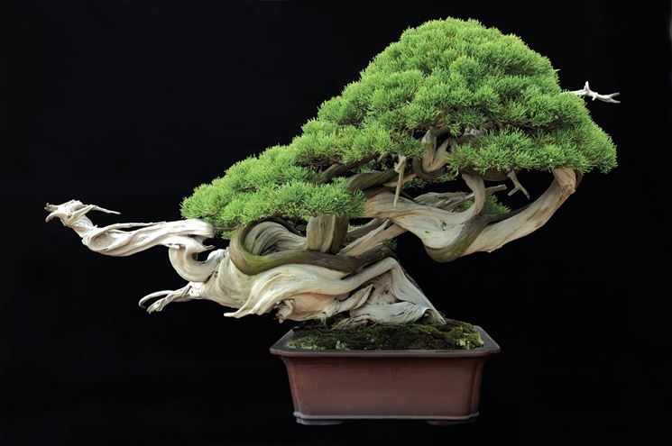 bonsai giapponese 