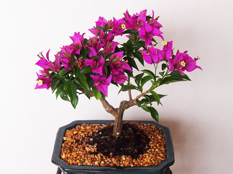 bonsai fiore 