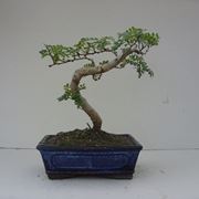 bonsai albero di pepe 