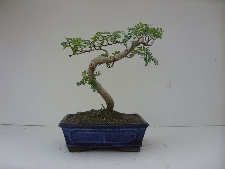 bonsai albero di pepe 