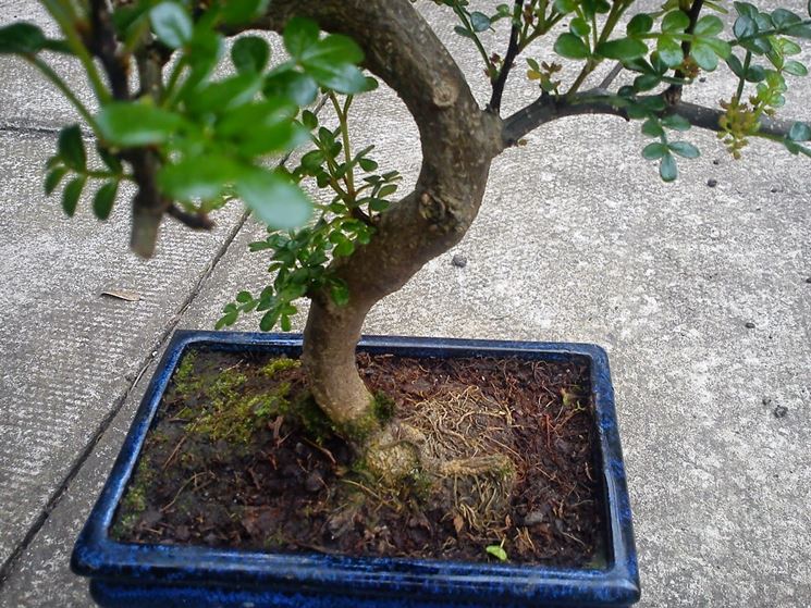 bonsai in fiore 