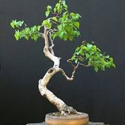 bonsai betulla