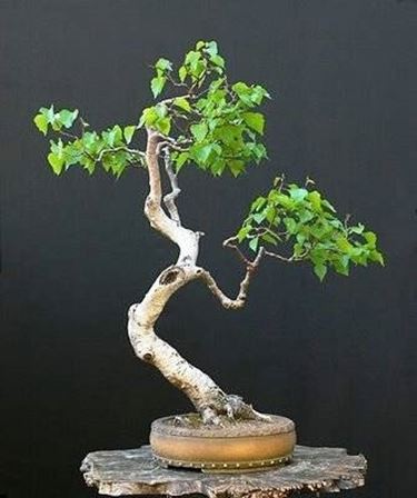 bonsai betulla