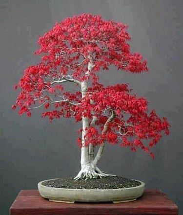 bonsai rosso betulla