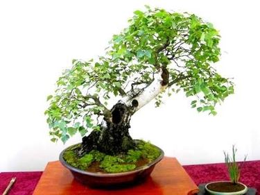 bonsai betulla foglie verdi