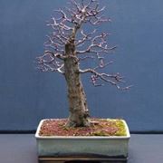 bonsai spoglio