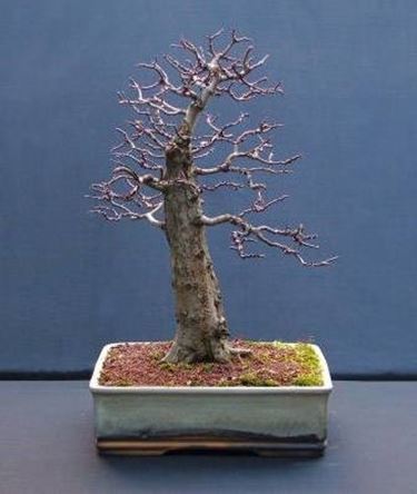 bonsai spoglio