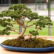 bonsai di bosso