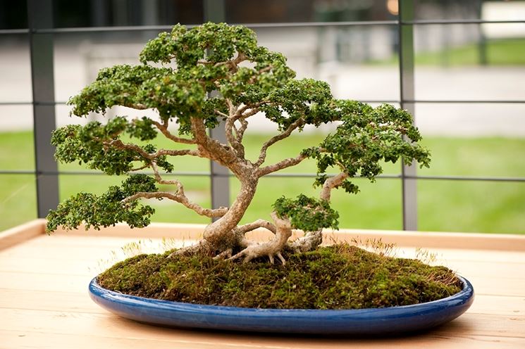 bonsai di bosso