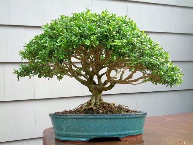 bonsai bosso 