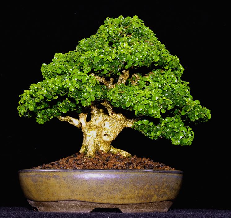 bonsai di bosso