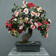 Cure bonsai camelia 