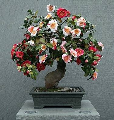 Cure bonsai camelia 