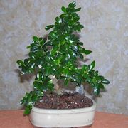 Bonsai carmona