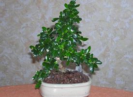 Come Curare Un Bonsai Di Rosmarino Fare Bonsai Curare Un Bonsai Di Rosmarino