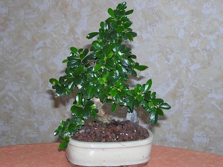 Bonsai carmona