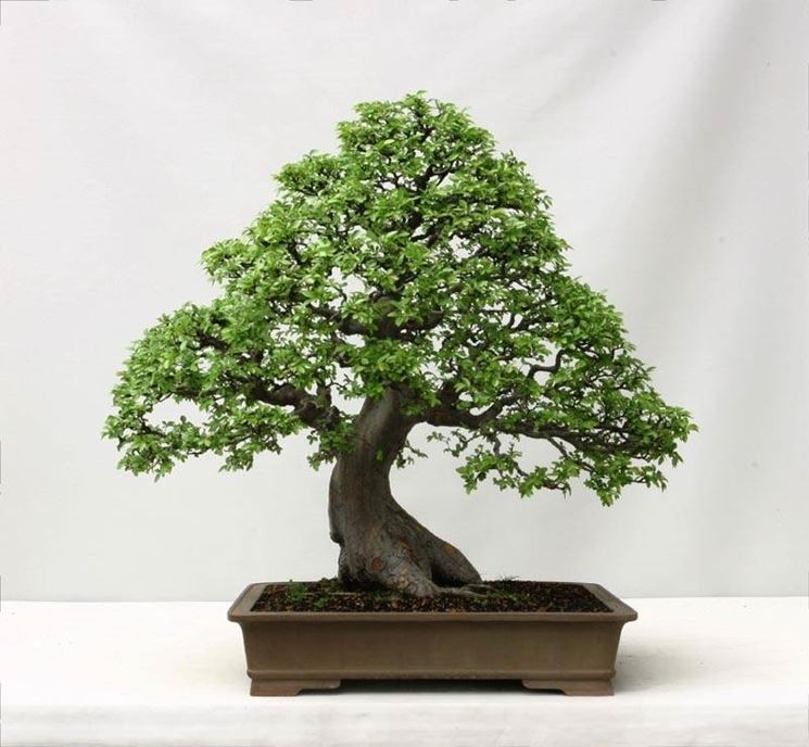 Come curare il bonsai