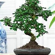 bonsai carmona