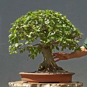 Bonsai carpino intero