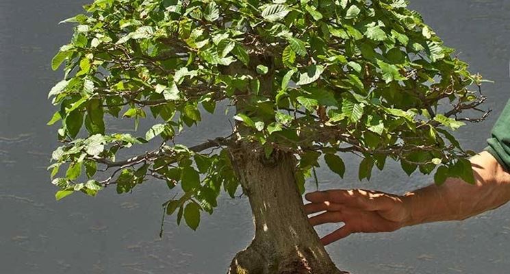 Bonsai carpino intero