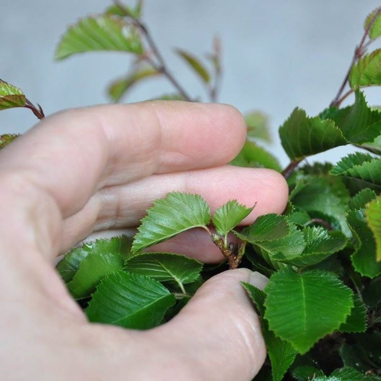 bonsai foglie 