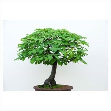 bonsai castagno