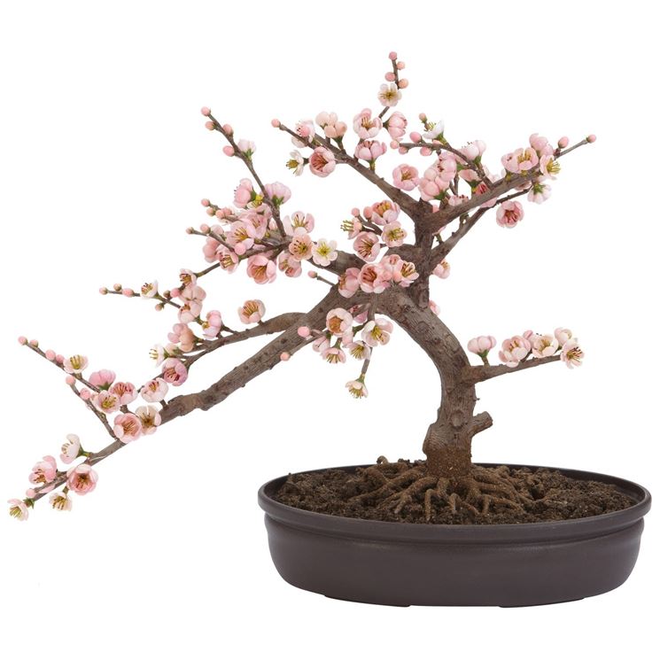 bonsai ciliegio 