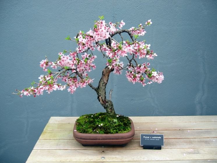 bonsai