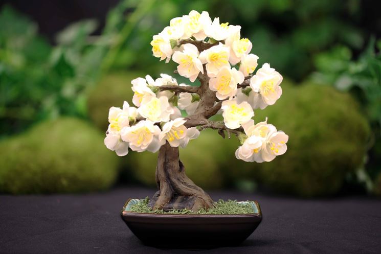 bonsai di ciliegio