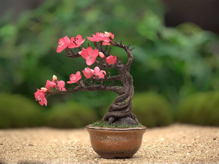 bonsai di ciliegio