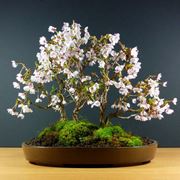 bonsai ciliegio
