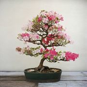 ciliegio bonsai