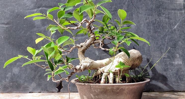 bonsai ginseng