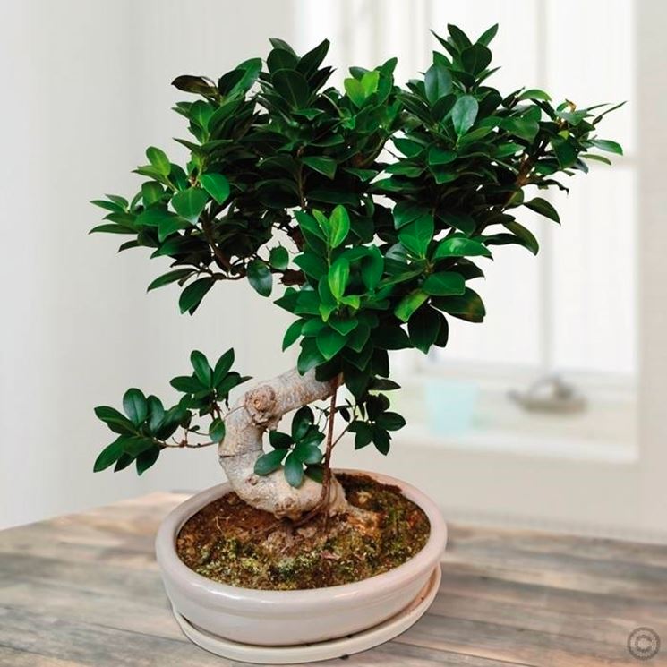 ficus ginseng