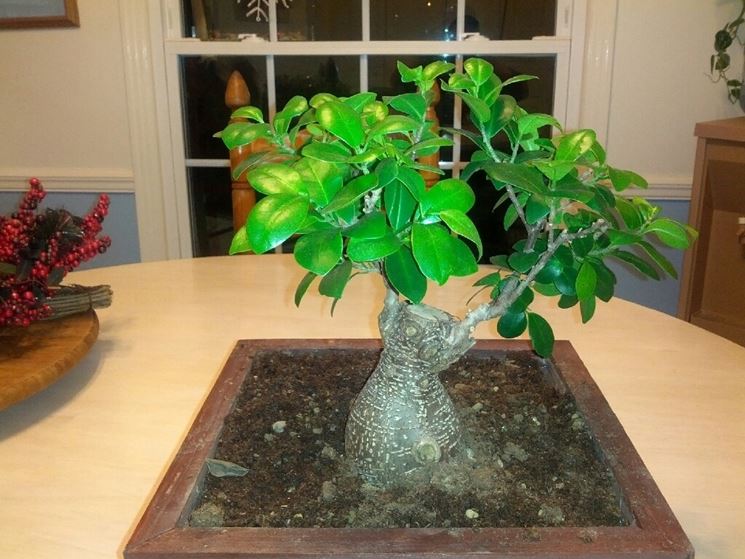 ficus ginseng