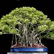 Bonsai di Ficus microcarpa