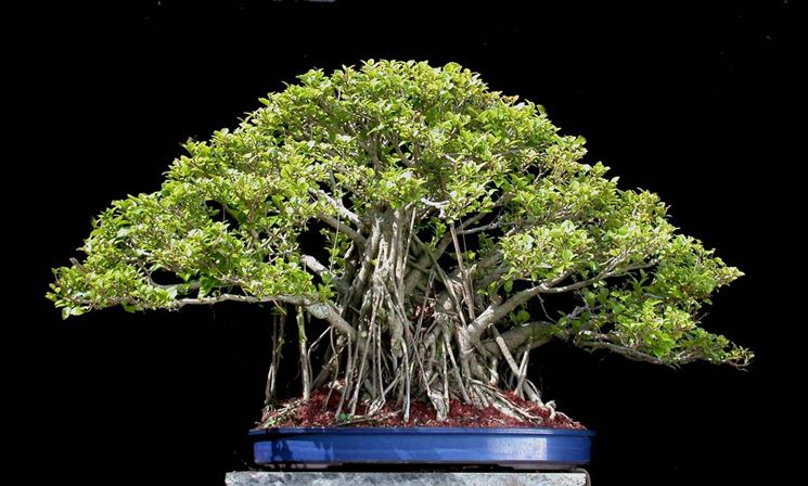 Ficus Tiger Bark - BANYAN - Vivero - Marzo 2014 Come-curare-un-bonsai-di-ficus-microcarpa_NG1