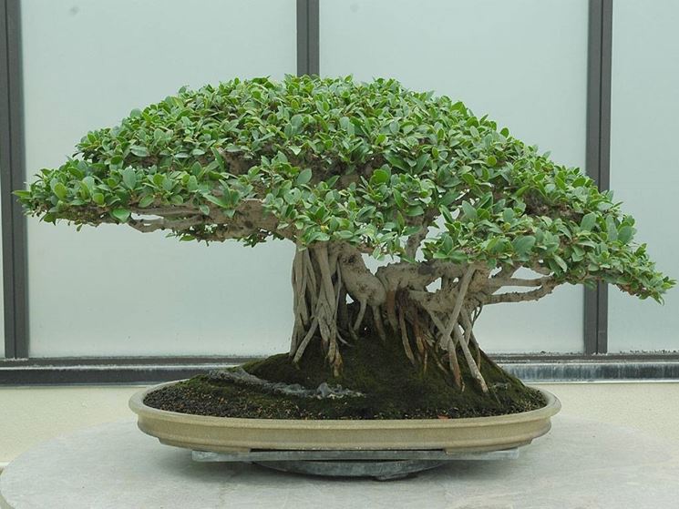 Bonsai di Ficus microcarpa