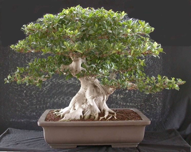 Bonsai di Ficus microcarpa