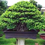 ficus microcarpa ginseng