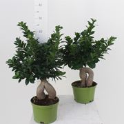 ficus ginseng cura