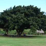 ficus microcarpa