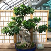 bonsai di ficus retusa