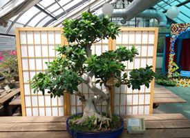 Come curare un bonsai di ficus retusa