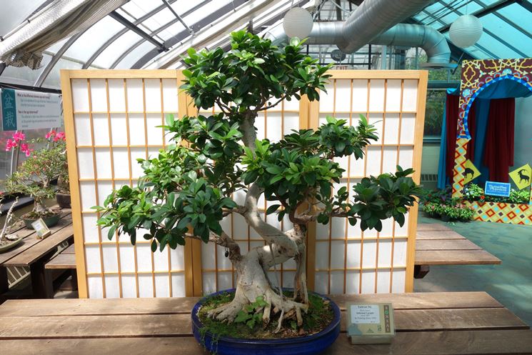 bonsai di ficus retusa